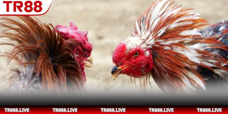 Hướng dẫn áp dụng luật chấp trong trận đấu dễ dàng