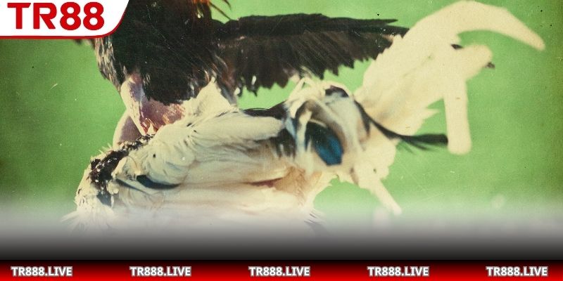 Phân loại các kỹ thuật tấn công chính trong đấu gà