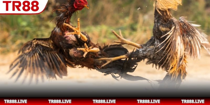 Phân tích ảnh hưởng luật chấp trong đá gà