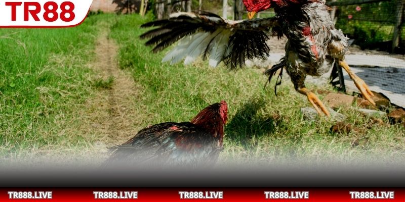 Tìm hiểu các loại cược cơ bản trong trận đấu