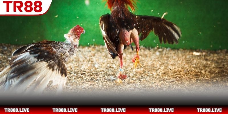 Tổng quan về đòn đá chết gà tại đấu trường trực tuyến